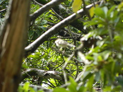 Dendronanthus indicus