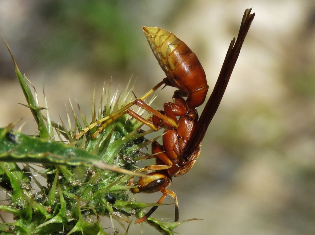 Kaibab Paper Wasp