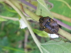 Orsilochides guttata