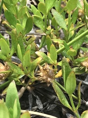 Opercularia ovata