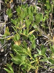 Opercularia ovata