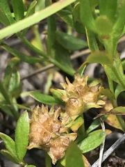 Opercularia ovata