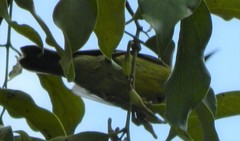 Anthreptes malacensis