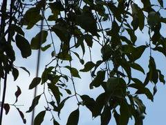 Anthreptes malacensis