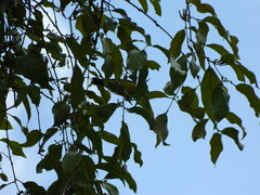 Anthreptes malacensis