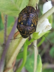 Orsilochides guttata