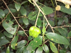 Sclerocroton