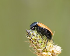 Phyllotocus rufipennis