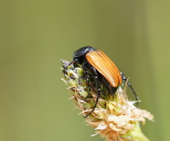 Phyllotocus rufipennis