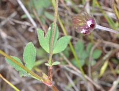 Trifolium dichotomum