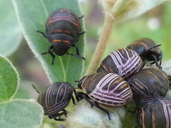 Orsilochides guttata