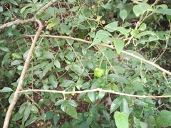 Sclerocroton