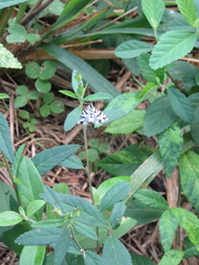 Conchylodes diphteralis