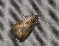 Olethreutes punctanum