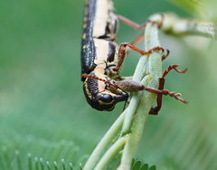 Rhinotia lineata