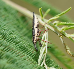Rhinotia lineata