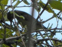 Anthreptes malacensis