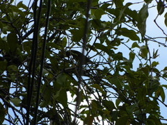 Anthreptes malacensis