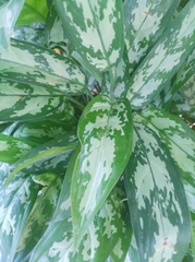 Aglaonema commutatum