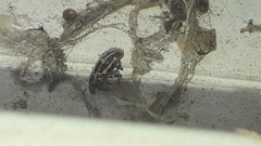 Eudiagogus episcopalis