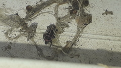 Eudiagogus episcopalis