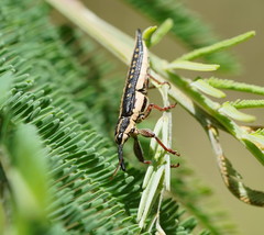 Rhinotia lineata