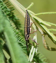 Rhinotia lineata