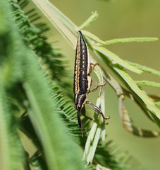 Rhinotia lineata