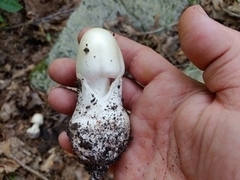 Amanita hygroscopica