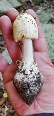 Amanita hygroscopica