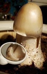 Amanita hygroscopica