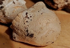 Amanita hygroscopica