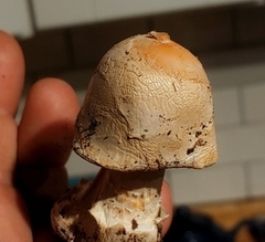 Amanita hygroscopica