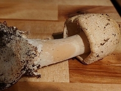 Amanita hygroscopica
