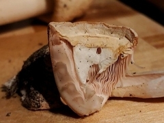 Amanita hygroscopica