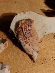 Amanita hygroscopica