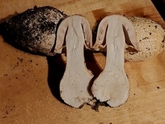 Amanita hygroscopica