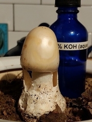 Amanita hygroscopica