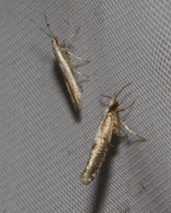 Argyresthia conjugella