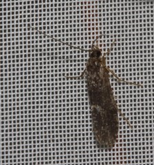 Annulipalpia