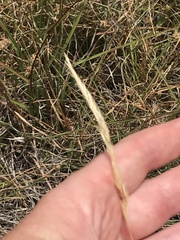 Pentapogon quadrifidus