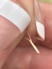 Pentapogon quadrifidus