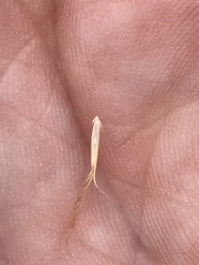 Pentapogon quadrifidus