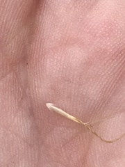 Pentapogon quadrifidus