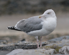 Larus argentatus argentatus