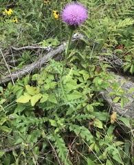 Cirsium pumilum