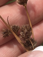 Juncus articulatus