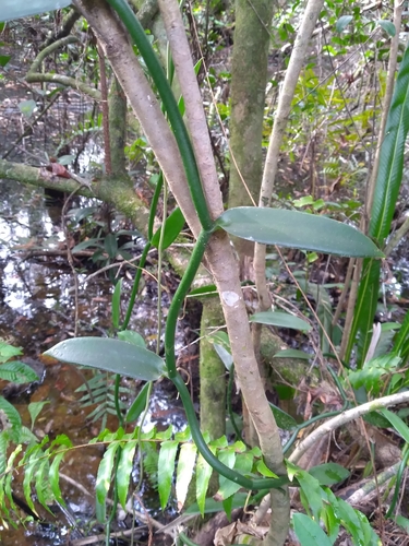 Image of Vanilla phaeantha by (c) Scott Ward, some rights reserved (CC BY)