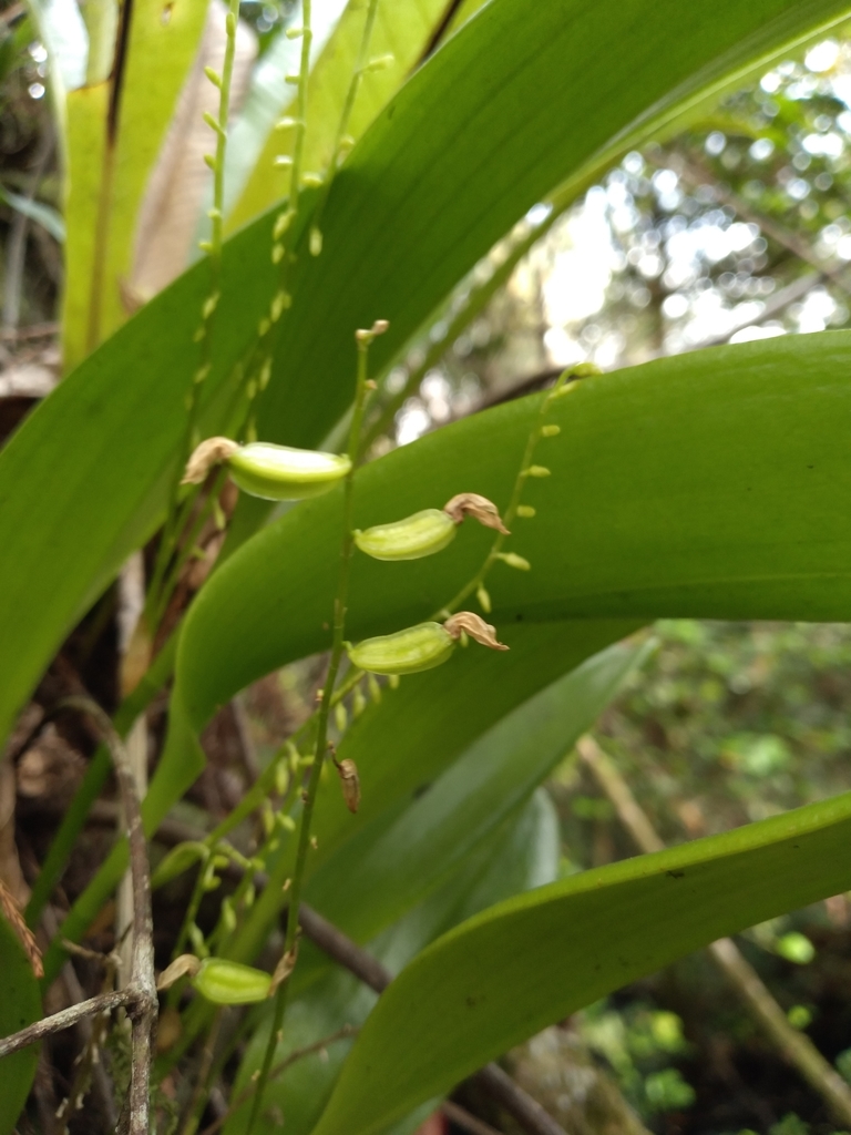 Stelis gelida