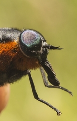 Osca lata